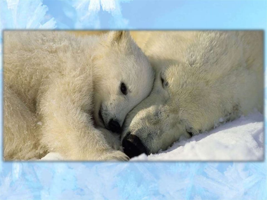 Заказать поздравление белым мишкой. Международный день полярного белого медведя 27 февраля. 27 Февраля день полярного медведя. Международный день белого медведя. Международный день полярного (белого) медведя.