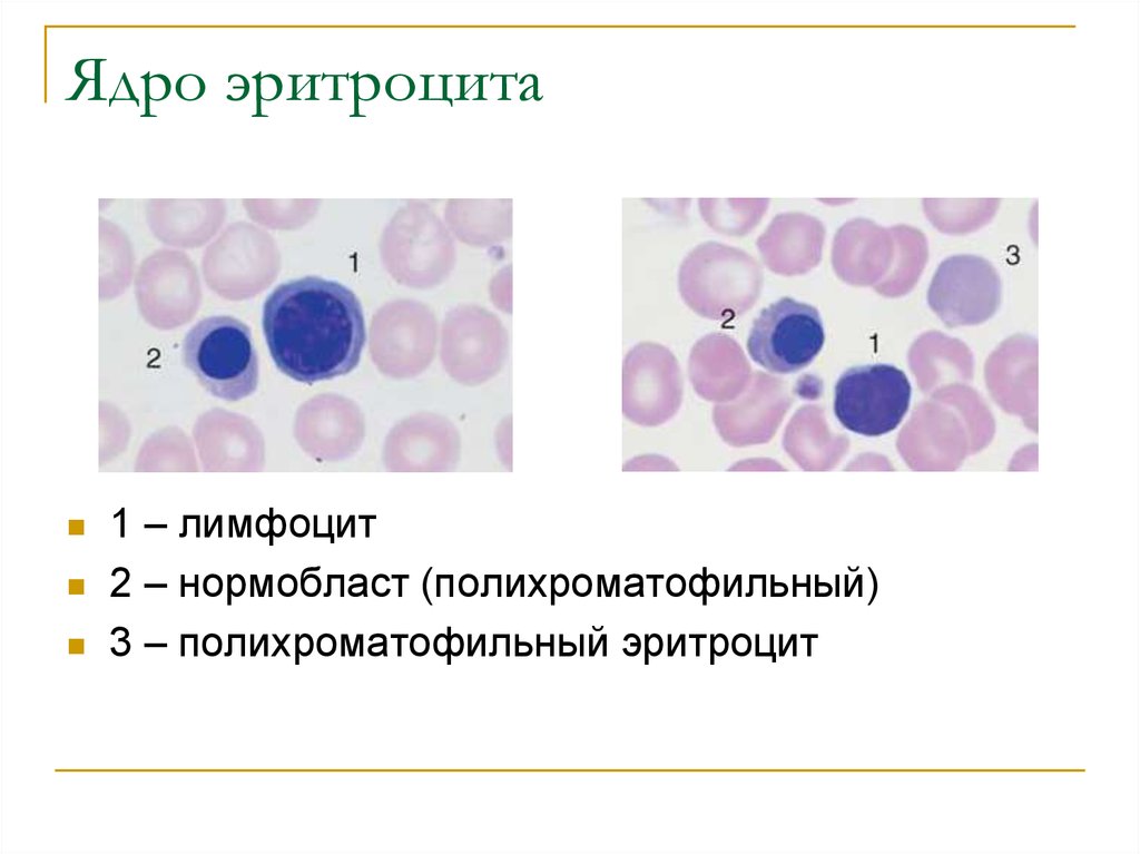 Нормобласты. Полихроматофильные нормобласты. Ядерные эритроциты. Полихроматофильные эритроциты.