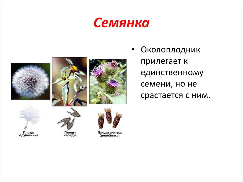 Сложноцветные виды плодов. Околоплодник семянки. Плод одуванчика семянка. Семянки сложноцветных. Тип плода семянка.