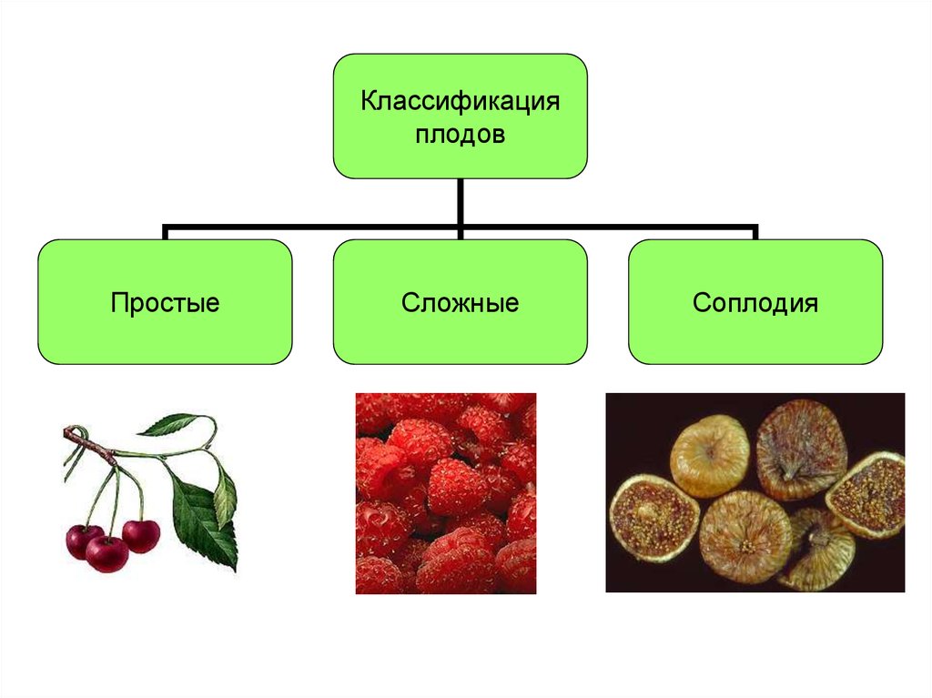 Плодом нельзя назвать. Плоды классификация плодов. Типы плодов растений. Простые и сложные плоды. Плоды строение и классификация.