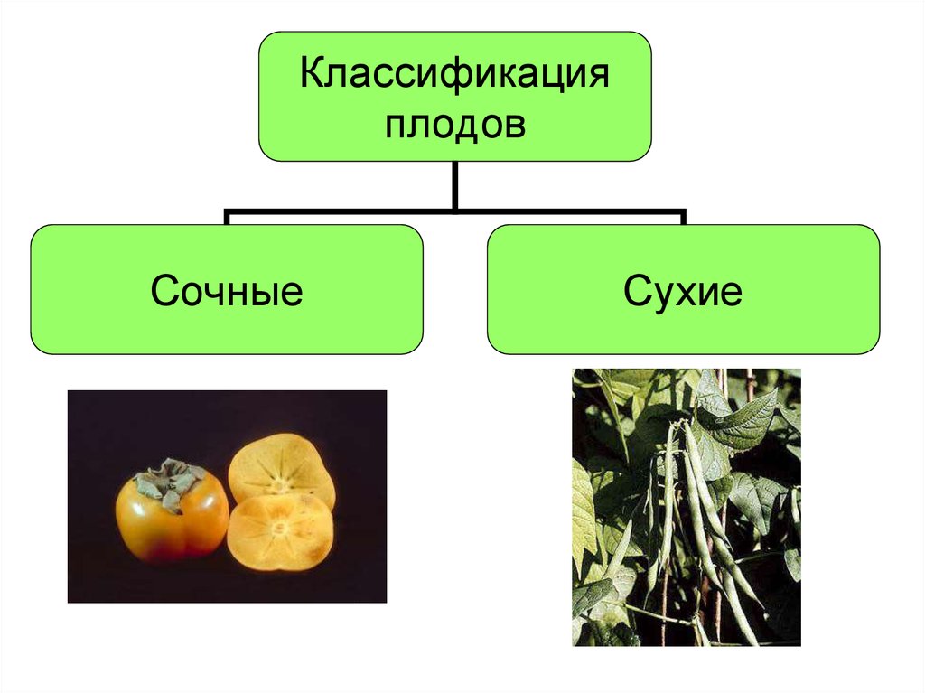 Коробочка многосемянный или односемянный плод. Классификация плодов. Классификация плодов сухие и сочные. Классификация сухих плодов. Разделение плодов по группам.