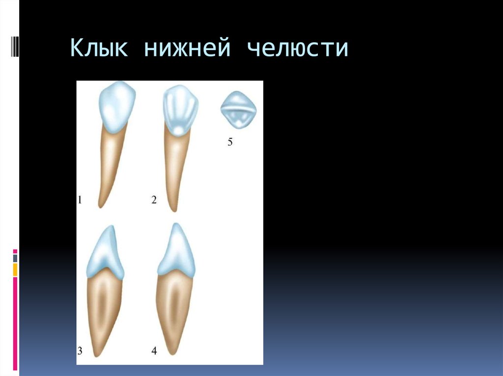 Клык человека рисунок