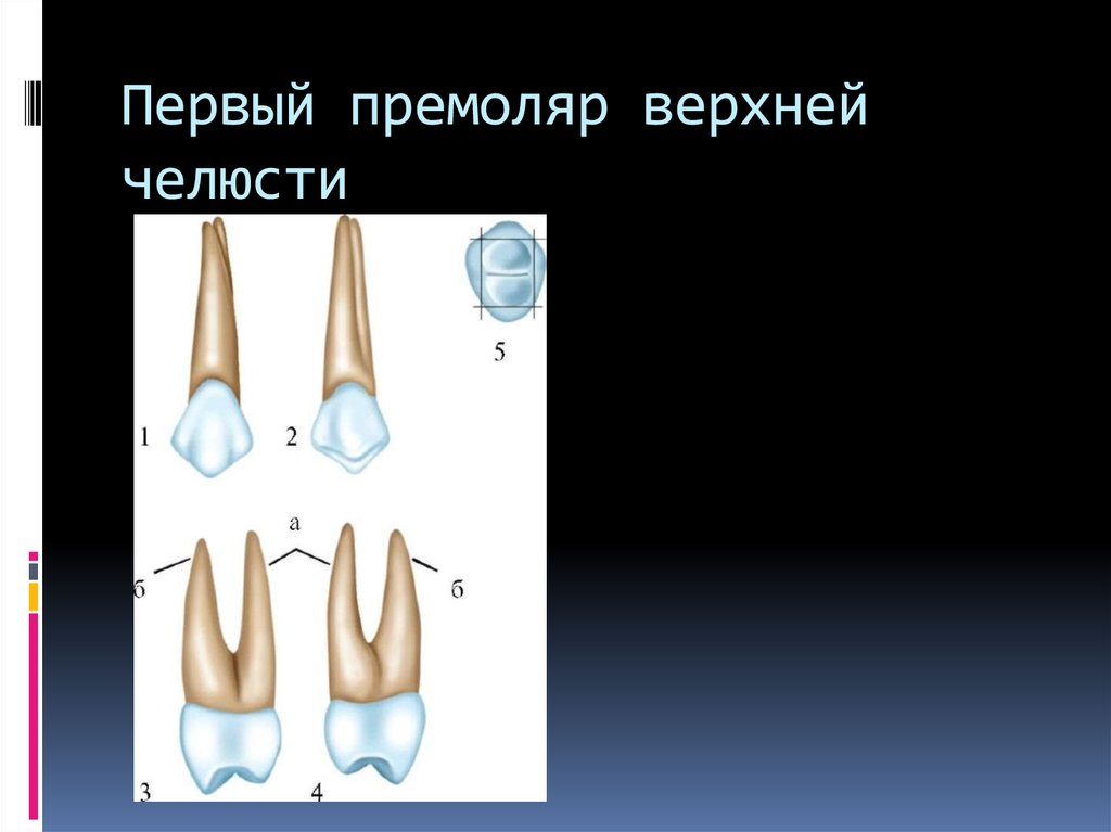 Верхний и нижний премоляр. Первый при маляр верхней челюсти. Первый верхний премоляр моделирование. Анатомия 1 премоляра нижней челюсти.