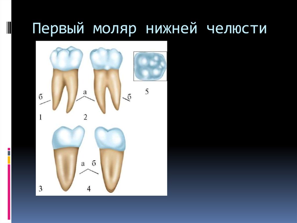 Премоляры и моляры предназначены для у млекопитающих. 1 Моляр нижней челюсти анатомия. Первы поляр Нижний челюст. Первый моляр нижней челюсти форма. Второй моляр верхней челюсти моделирование.