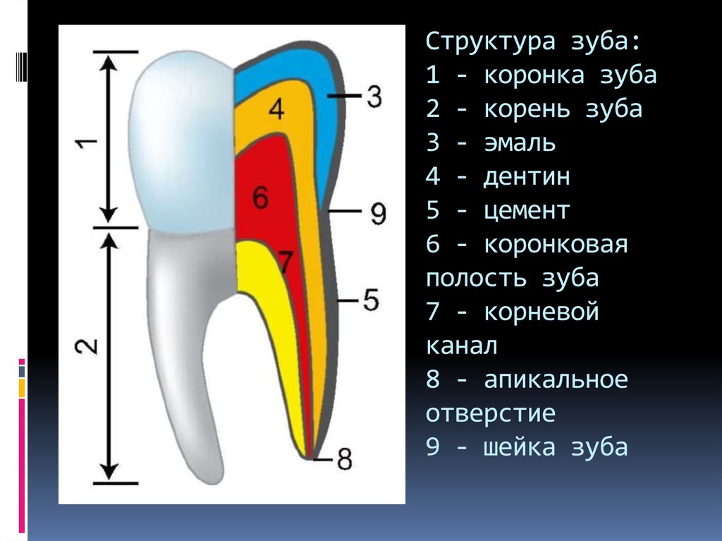 Для получения раздельного изображения корней коренных зубов центральный луч должен иметь направление