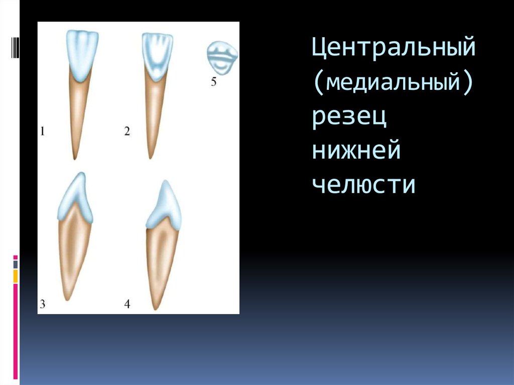 Нижние клыки. Центральный резец нижней челюсти анатомия. Медиал резец нижный челюсти. Центральный (медиальный) резец. Центральный медиальный резец верхней челюсти.