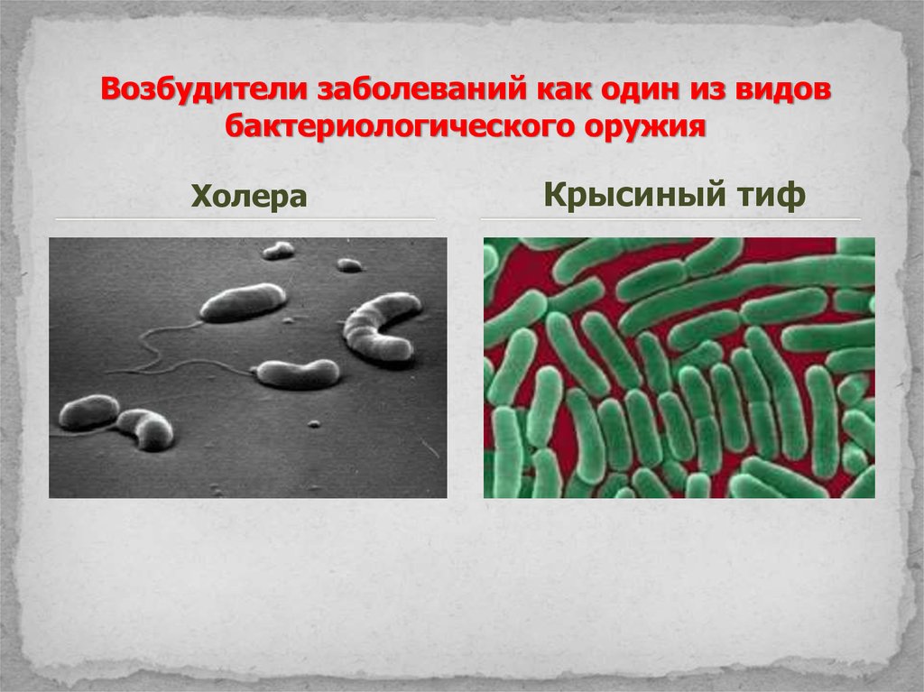 Холера сибирская язва. Холера бактериологическое оружие. Холера биологическое оружие.
