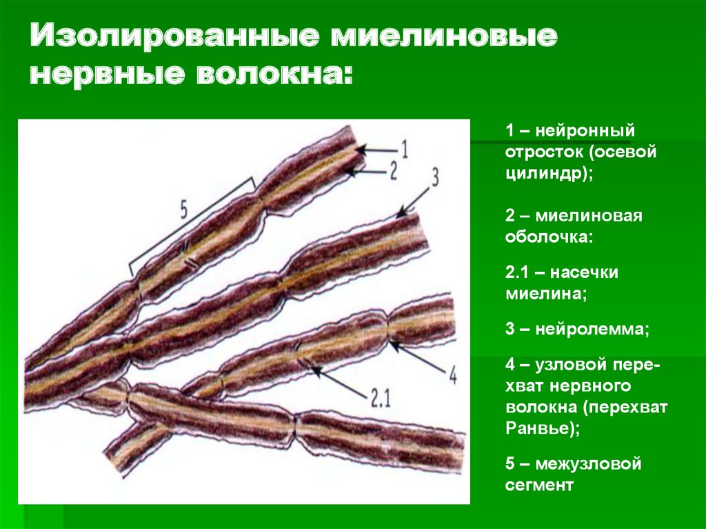 Миелиновая оболочка нервных волокон