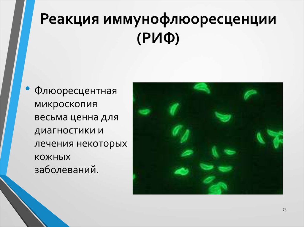 Схема риф микробиология