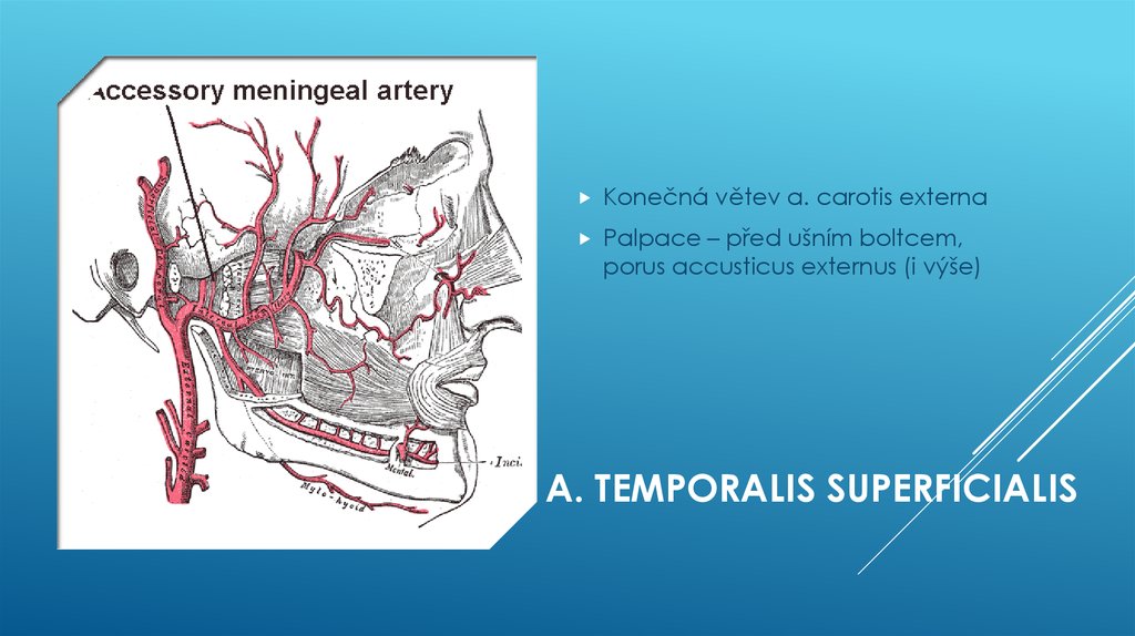 a. Temporalis superficialis