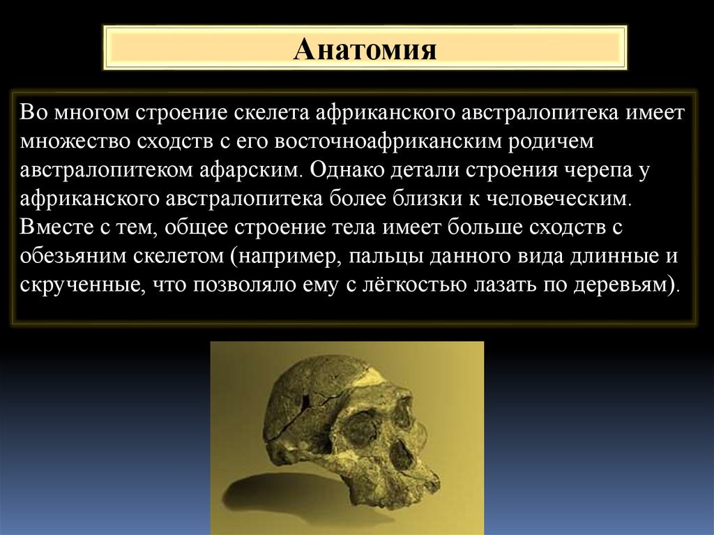 Что в переводе с латинского означает австралопитек. Строение скелета австралопитека. Характеристика черепа австралопитека. Строение черепа австралопитека. Австралопитек строение.