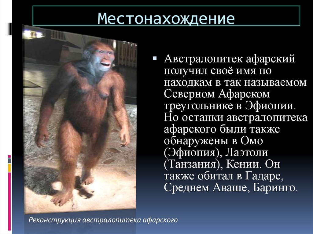 Что в переводе с латинского означает австралопитек