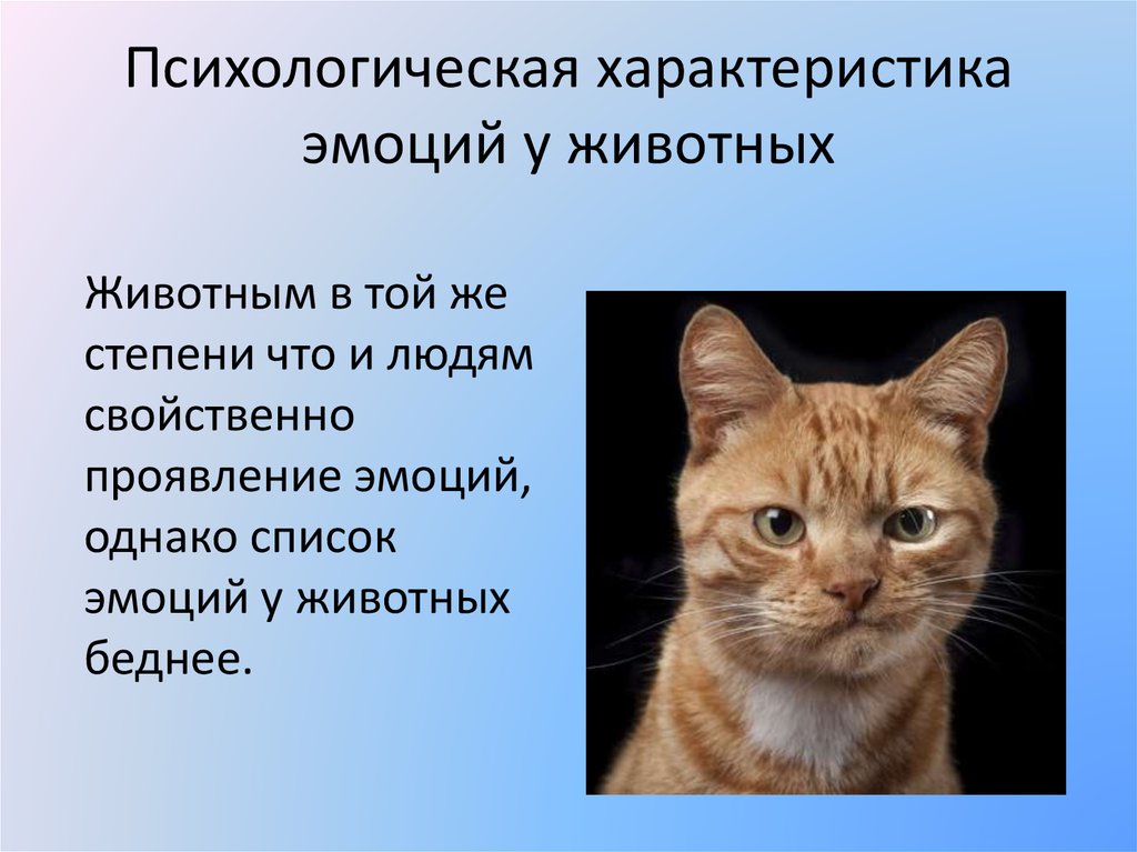 Эмоции человека и животного. Эмоции животных доклад. Презентация эмоции животных. Эмоции у животных и человека презентация. Чувства и эмоции у человека и животных.