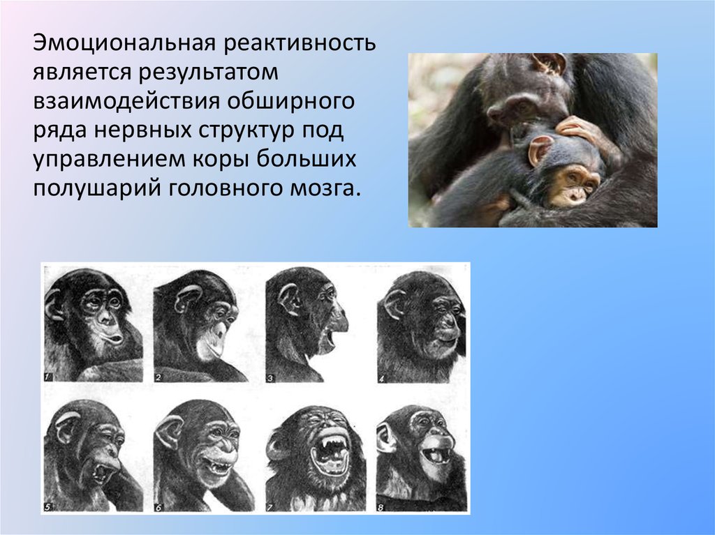 Отличия эмоций человека от эмоций животного. Эмоции человека и животных. Чувства и эмоции у человека и животных. Дарвин эмоции человека и животных. Эмоции у животных презентация.