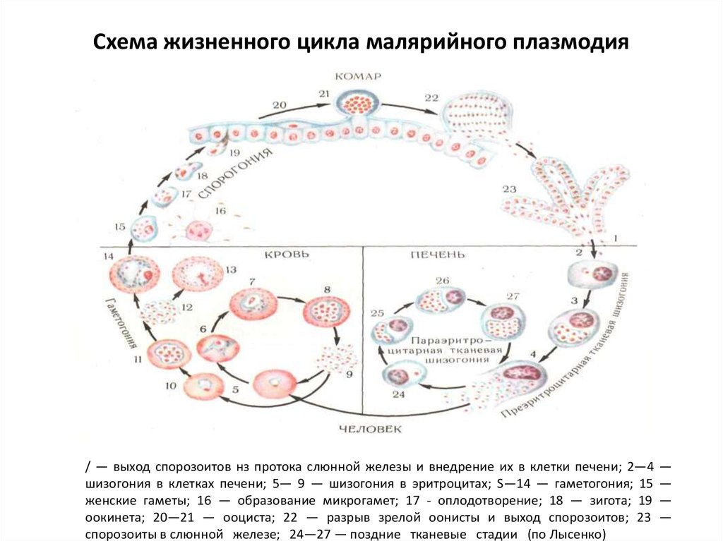 Хозяев в цикле развития малярийного плазмодия. Жизненный цикл малярийного плазмодия. Цикл развития малярийного плазмодия. Цикл развития малярийного плазмодия схема. Цикл развития плазмодия малярии схема.