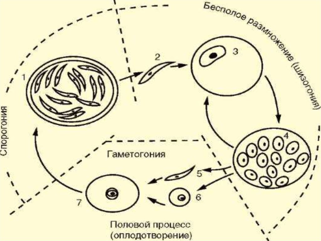 Схема паразитарной системы