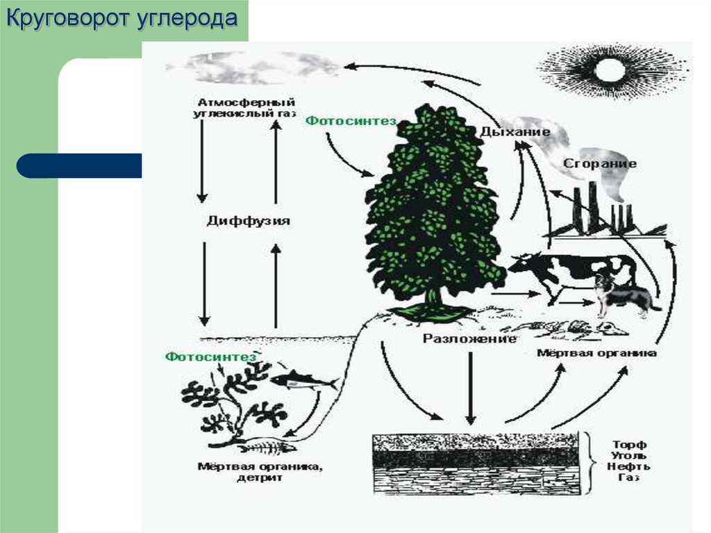 Схема биогеохимического цикла углерода