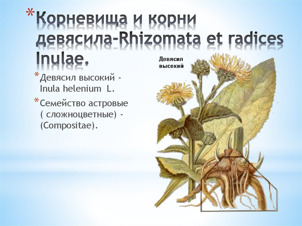 Корневища и корни девясила-Rhizomata et radices Inulae.