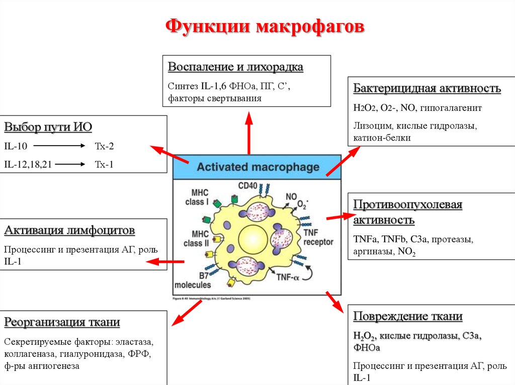 Роль макрофагов. Функции макрофагов иммунология. Роль макрофагов в иммунном ответе. Основная функция макрофагов. Функции макрофагов в иммунитете.