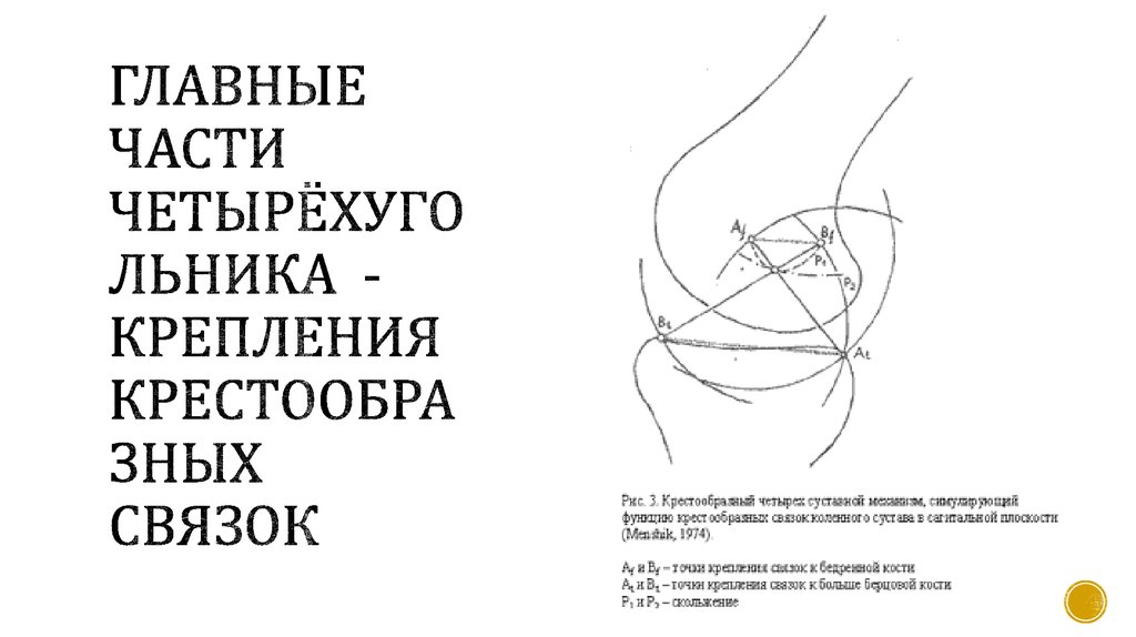 Главные части четырёхугольника - крепления крестообразных связок