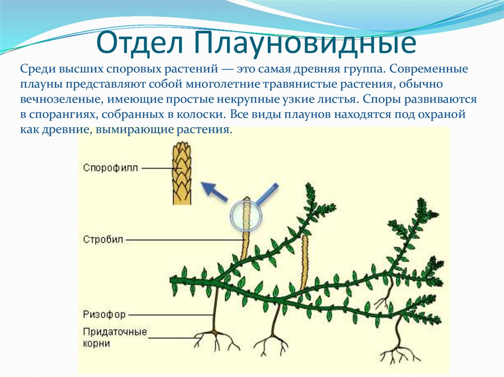 Презентация высшие споровые растения 5 класс презентация