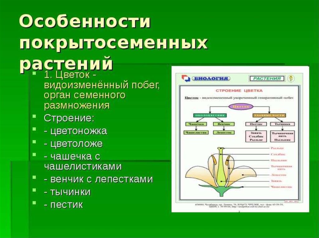 Какие особенности растений. Особенности строения органов размножения цветковых растений. Характерные признаки строения покрытосеменных растений. Размножение покрытосеменных растений схема строения. Пестик покрытосеменных растений.