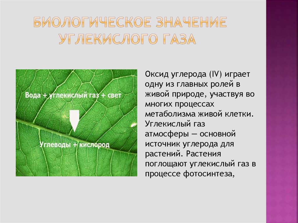 Значение co. Биологическое значение углекислого газа. Функции углекислого газа. Значение углекислого газа в природе и жизни человека. Роль углекислого газа.