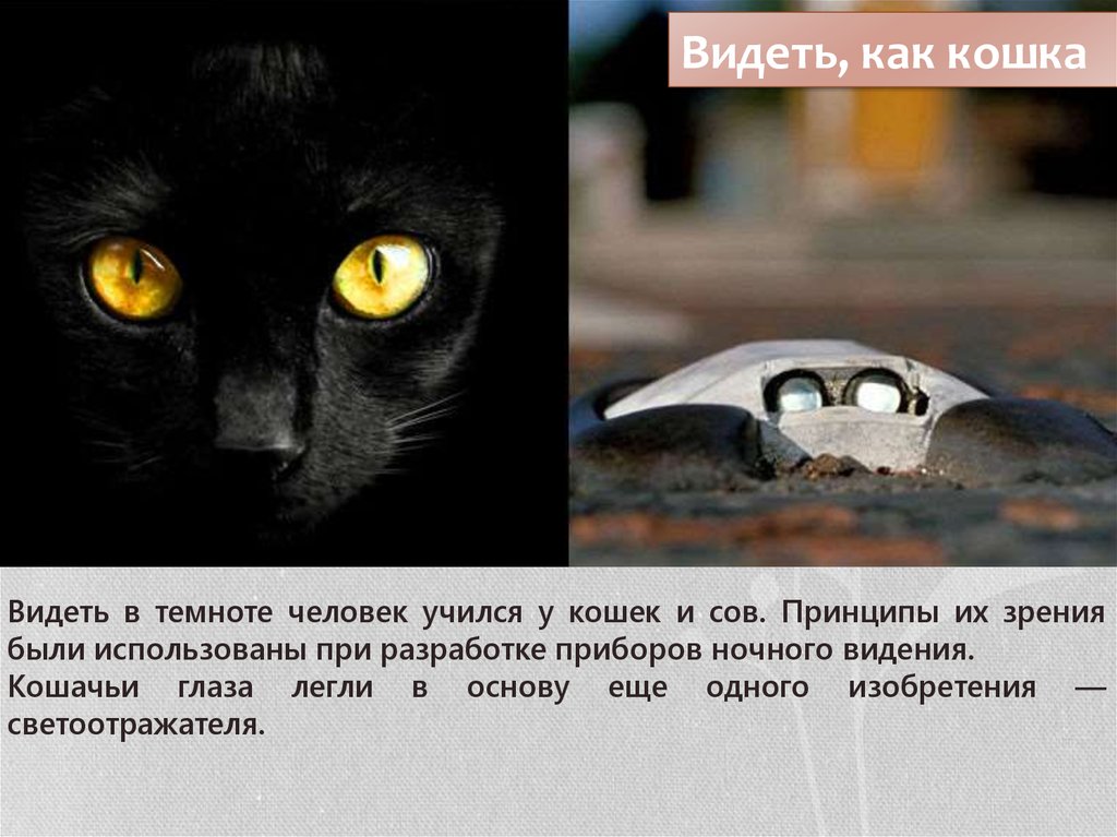 Видят ли мыши в темноте. Как видят кошки. Зрение кошек в темноте. Зрение глазами кошки. Как кошки видят в темноте.