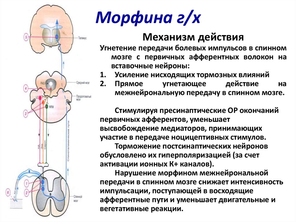 Анальгетические средства фармакология презентация - 80 фото