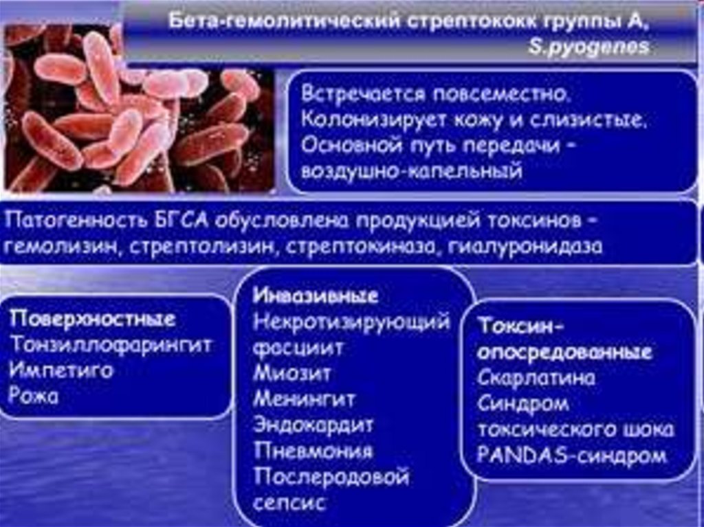 Стрептококки вызывают. Бета гемолитический стрептококк. Гемолитический стрептококк группы а. Бета гемолитический стрептококк заболевания. Бета гемолитический стрептококк группы а вызывает.