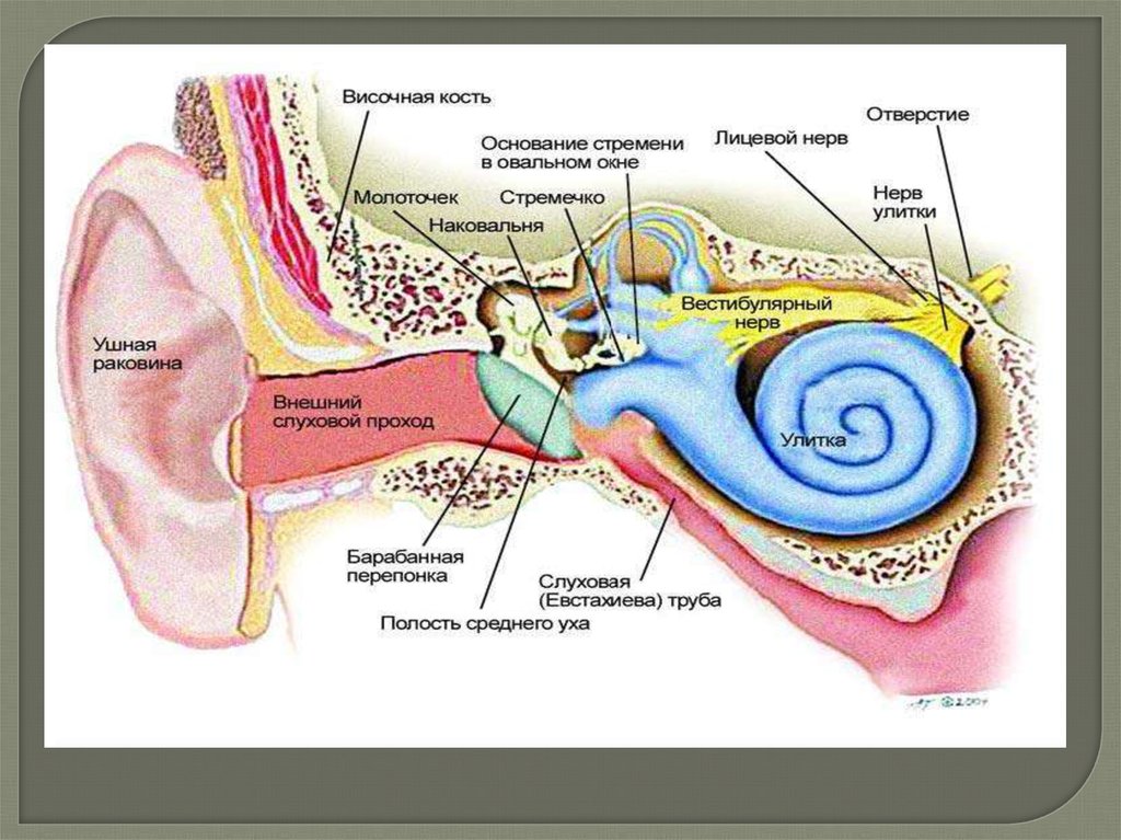 Нервы органа слуха. Строение уха человека. Орган слуха в височной кости.