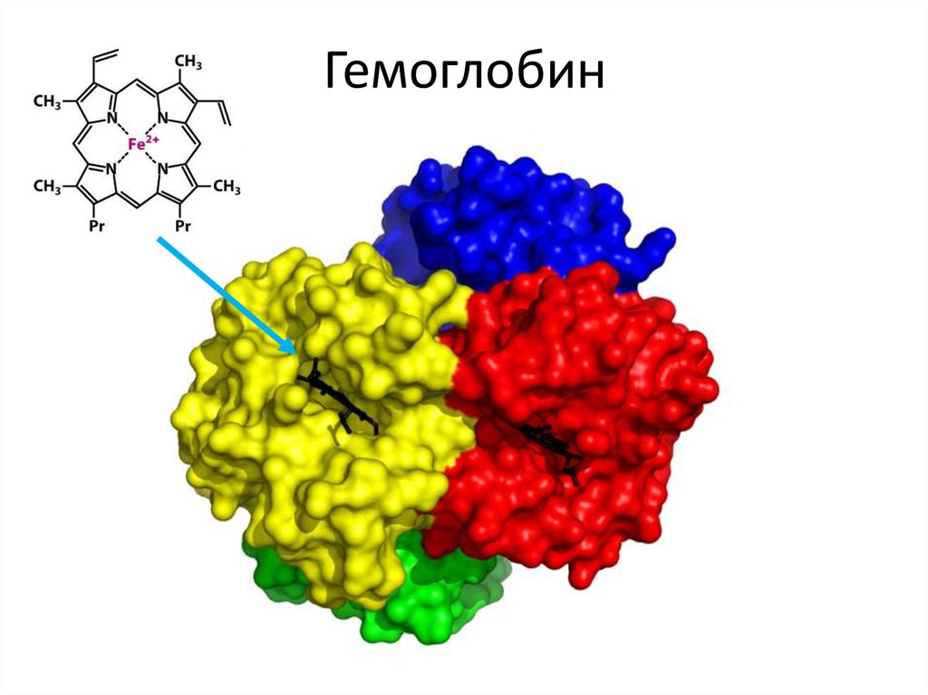 Гемоглобин что это такое. Гемоглобин. Белок гемоглобин. Молекула белка гемоглобина. Железо в гемоглобине.