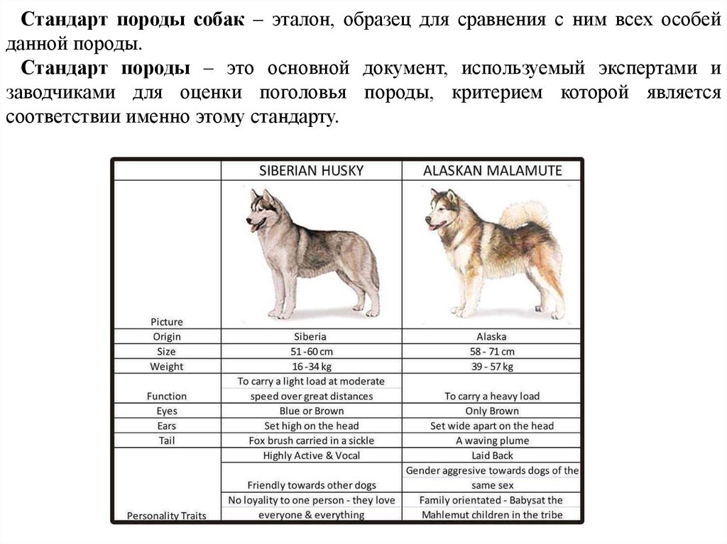 Схема описания собаки по экстерьеру