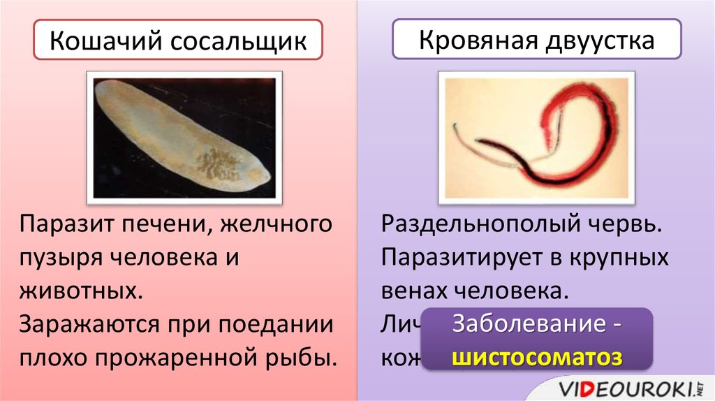 Сосальщики относятся к червям. Плоские черви (сосальщики и ленточные черви). Класс сосальщики паразитические черви. Черви-сосальщики – трематоды.. Сосальщики (трематоды, плоские черви).