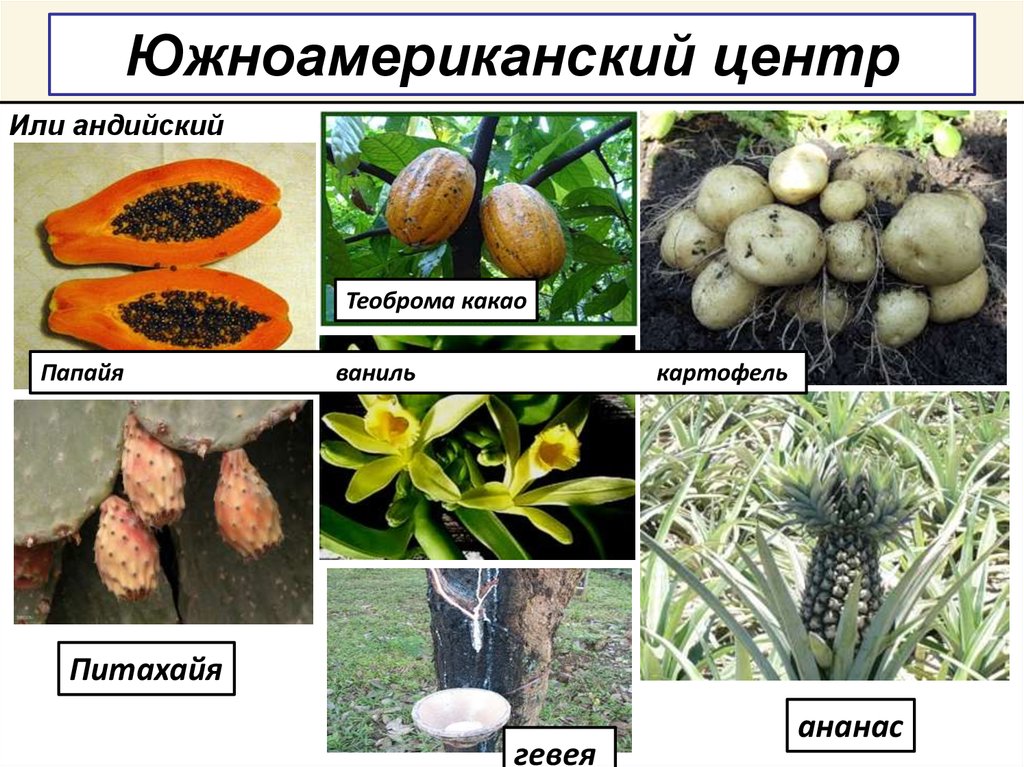 Происхождение культурных растений примеры