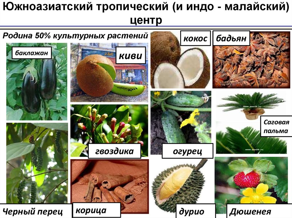 Восточноазиатский центр происхождения культурных. Южноазиатский тропический центр происхождения культурных растений. Южноазиатский тропический центр культурные растения. Юго Западно азиатский центр происхождения культурных растений. Юго Западный центр происхождения культурных растений.