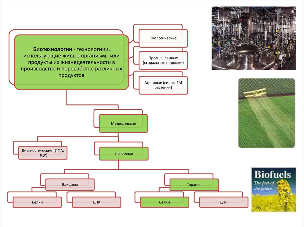 Экологические биотехнологии презентация