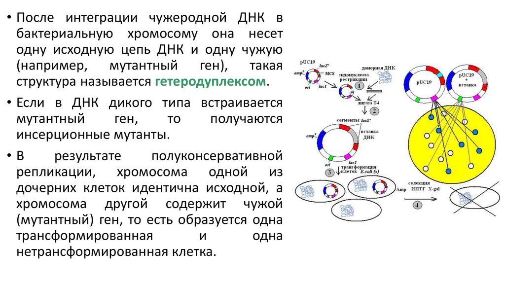 Идентичный исходный