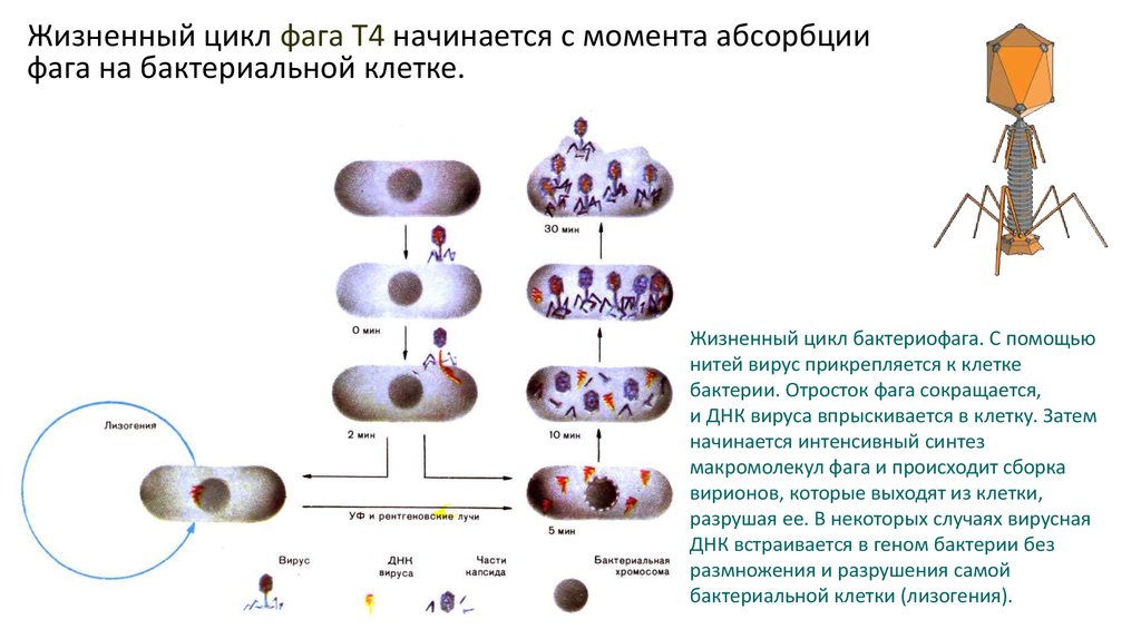 Жизненный цикл бактериофага. Цикл развития бактериофага. Строение и жизненный цикл бактериофага т-4. Жизненный цикл бактериофага схема. Жизненный цикл бактериофага кратко.