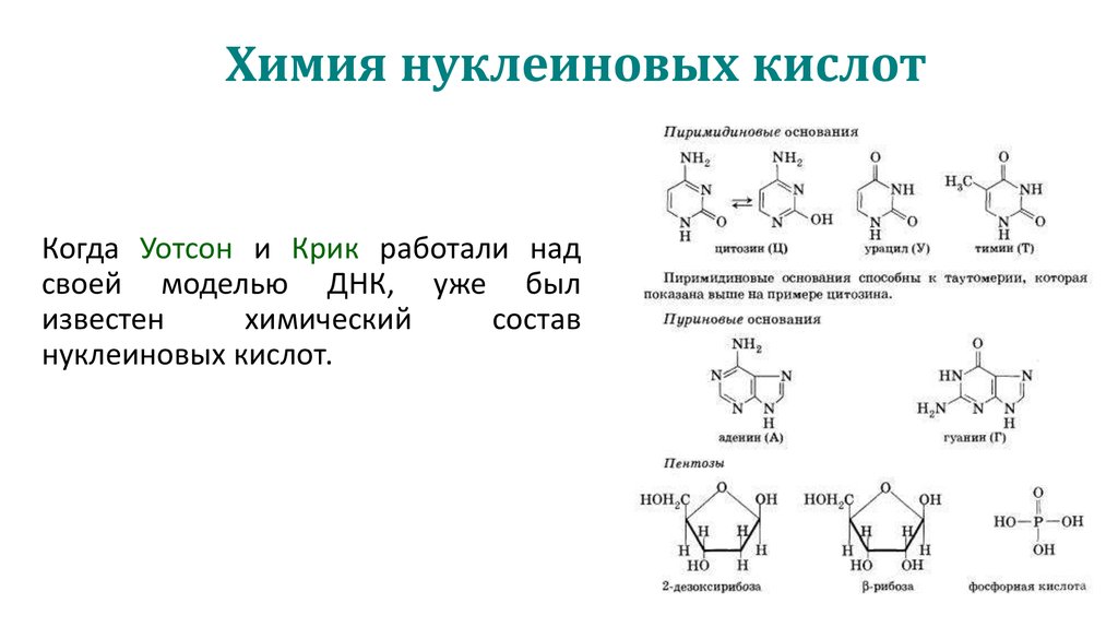 Нуклеиновые кислоты фосфор