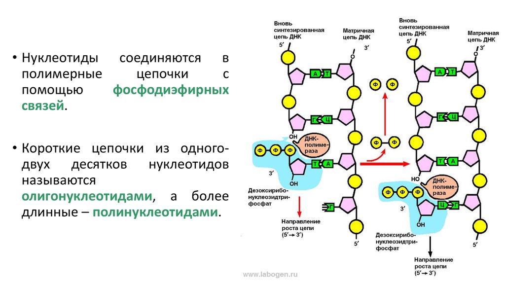 Синтезируют цепи днк