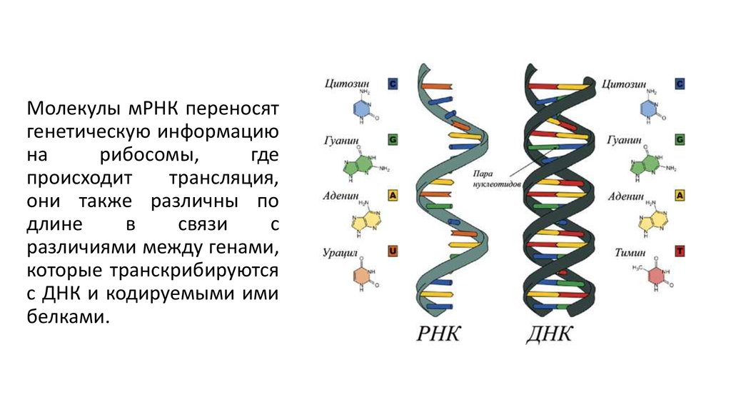 Презентация днк 10 класс