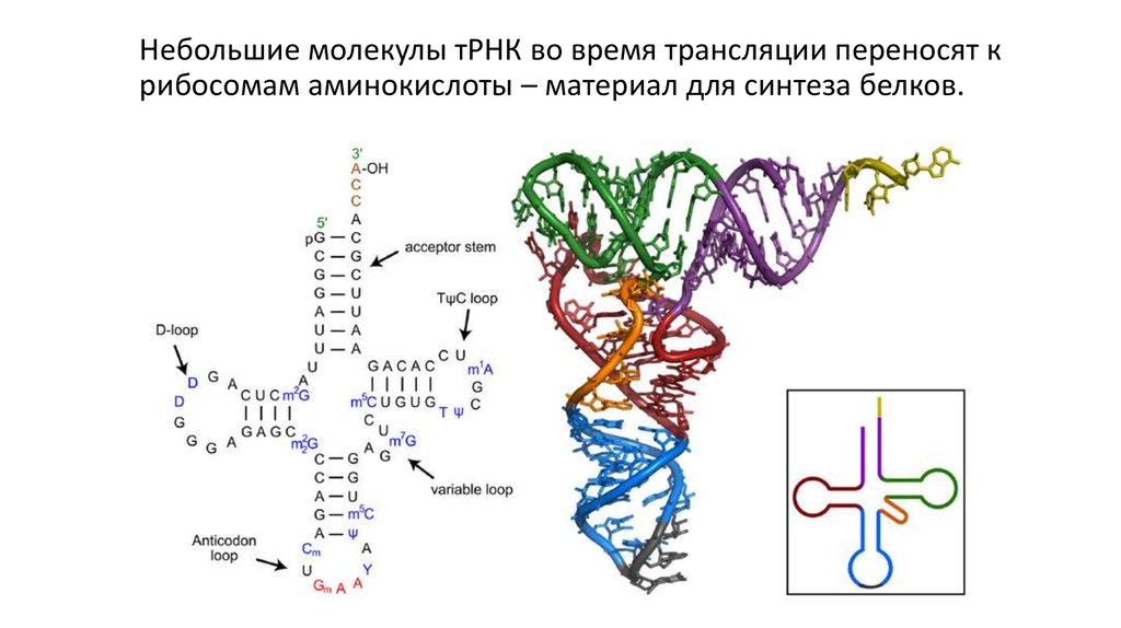 Митохондрия рнк. Строение вторичной структуры ТРНК. Вторичная структура ТРНК. Вторичная структура т РНК. Третичная структура т РНК.