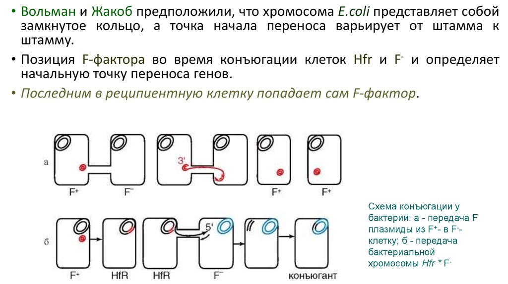 И представляет собой замкнутый. Э.Вольман и ф.Жакоб генетика бактерий. Жакоб и Вольман.