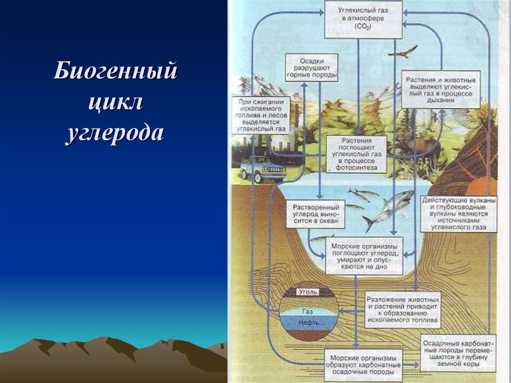 Биохимический цикл кислорода схема