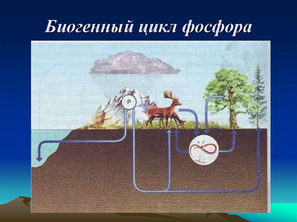 Схема круговорота фосфора в биосфере схема