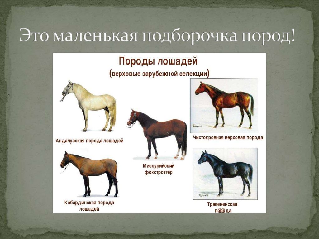Породы другое название. Разновидности лошадей. Породы коней названия. Породы лошадей с фотографиями и названиями. Породы коней с фотографиями и названиями и описанием.
