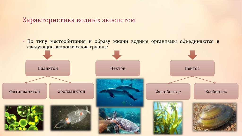 Какие организмы живут в аквариуме 5 класс. Характеристика водной экосистемы. Группы морских организмов. Организмы водной экосистемы. Классификация водных обитателей.