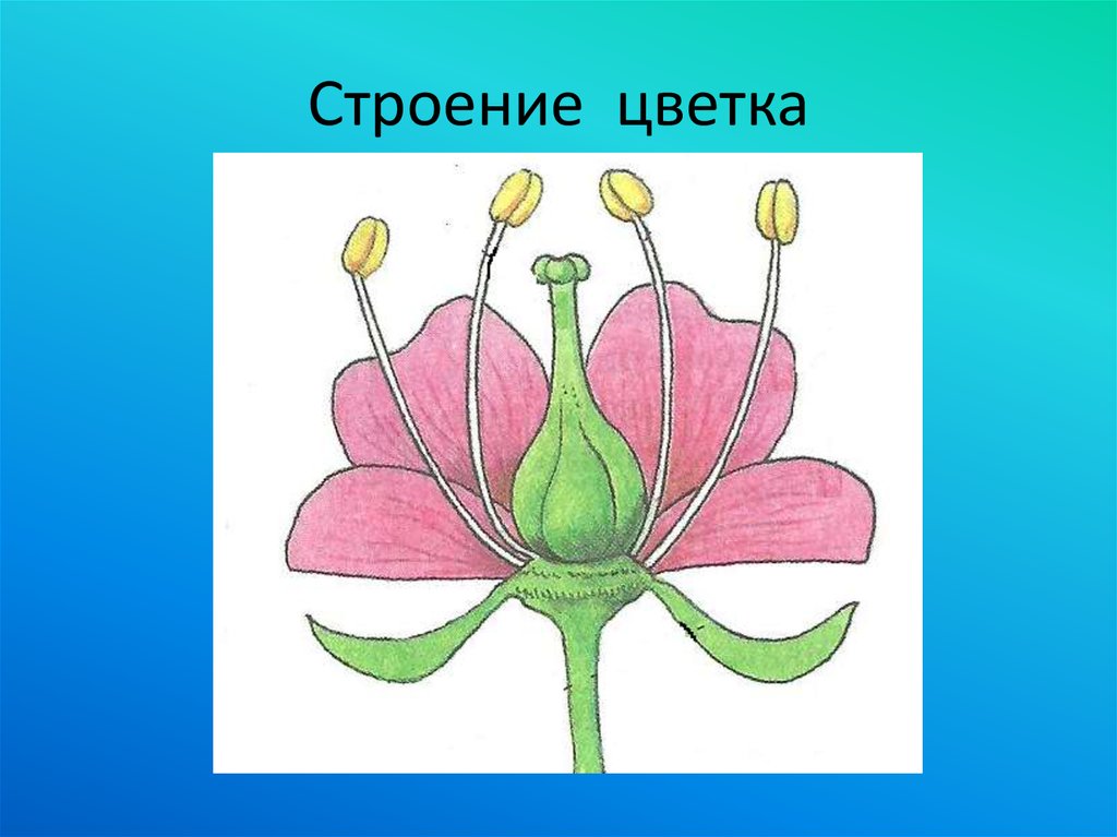 Строение цветка схема без подписей