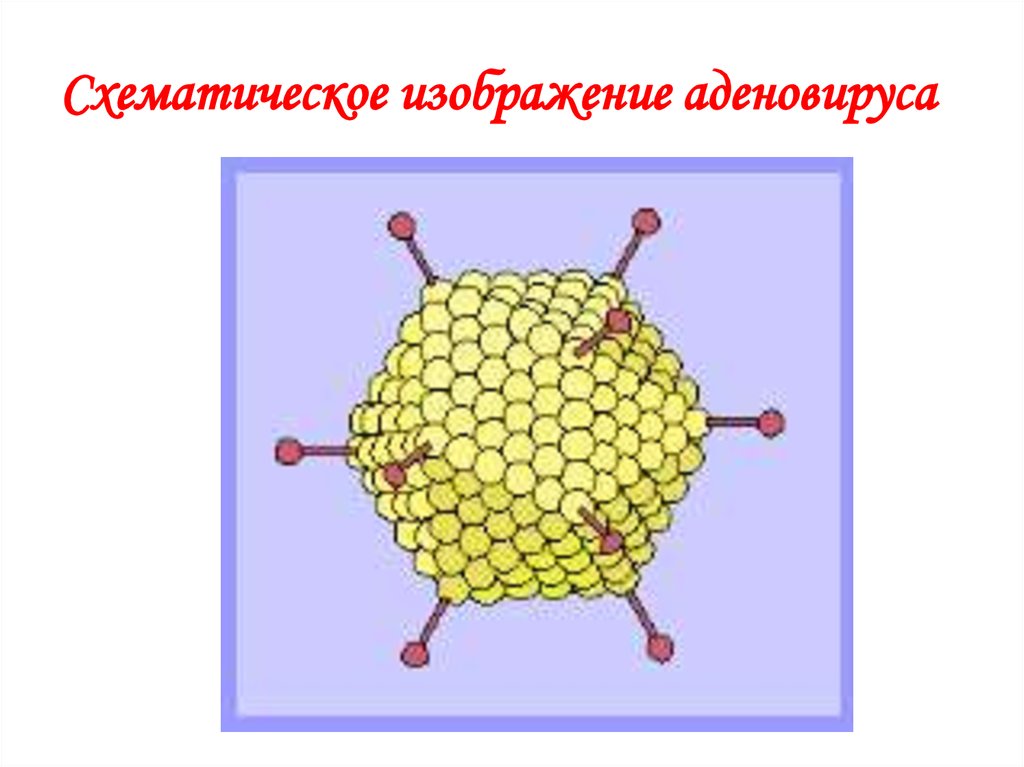 Схема строения аденовируса